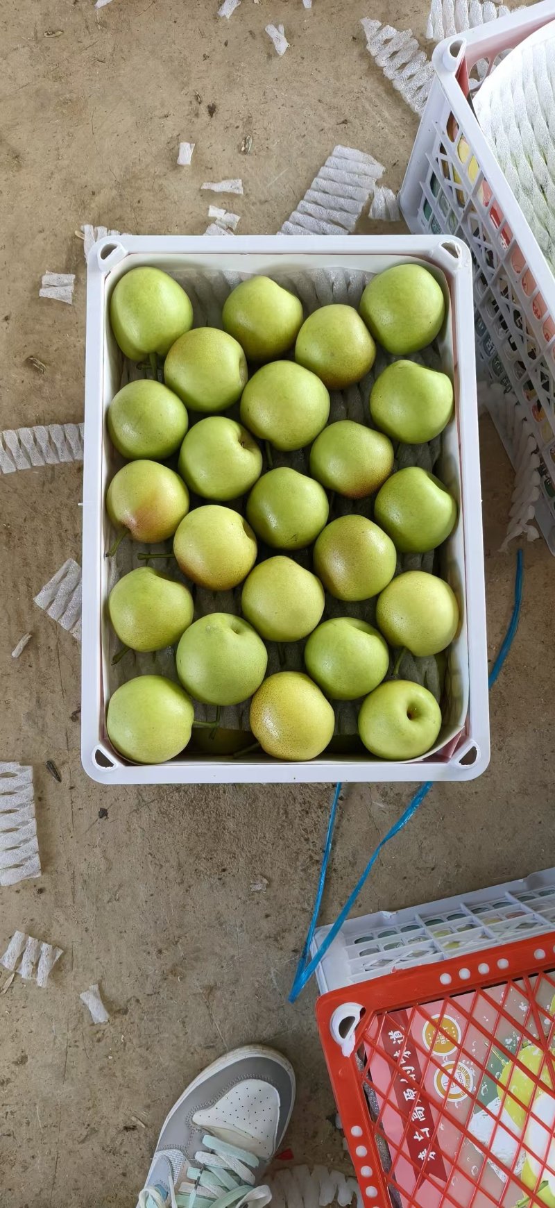 精品丁香梨