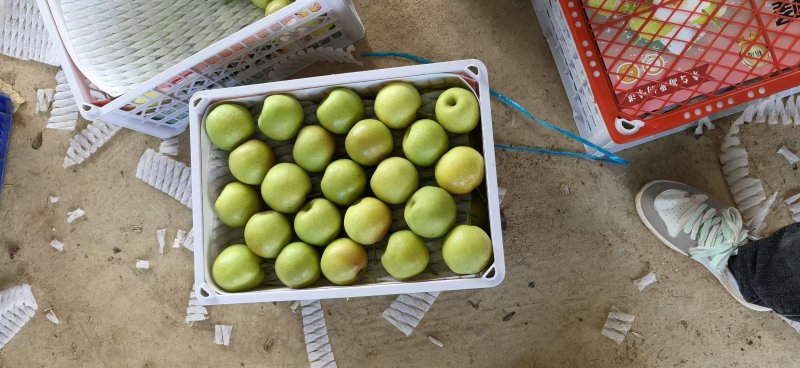 精品丁香梨