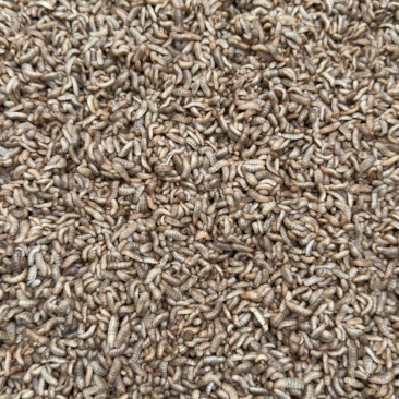 5龄黑水虻鲜虫，库存3000斤，1000斤起订