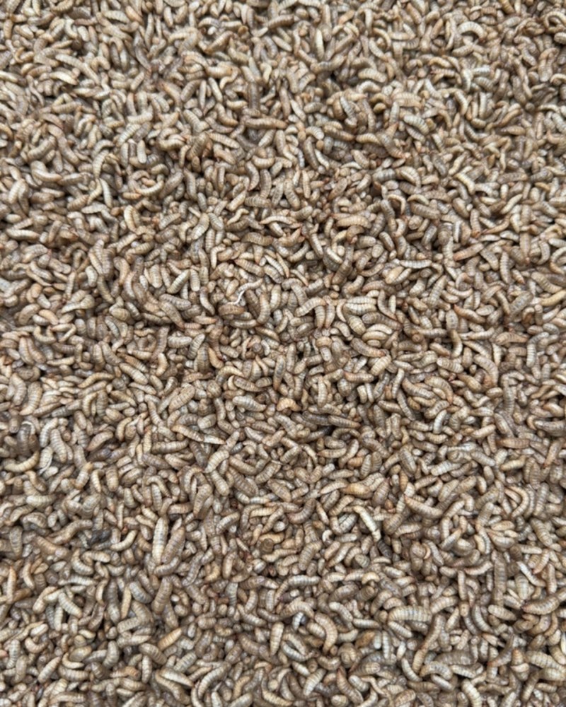 5龄黑水虻鲜虫，库存3000斤，1000斤起订