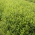 芙蓉王锦带地苗