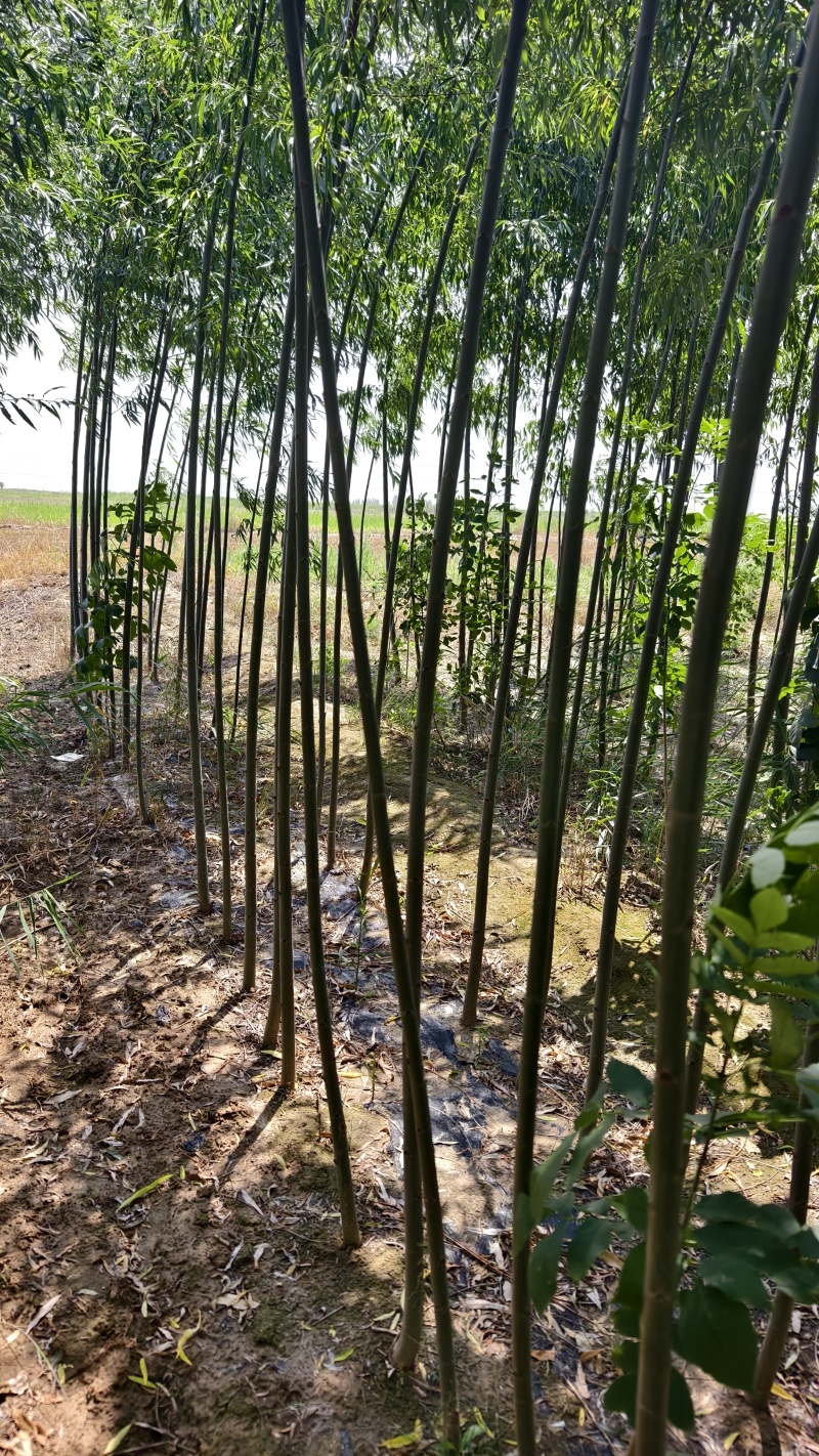 竹柳3cm