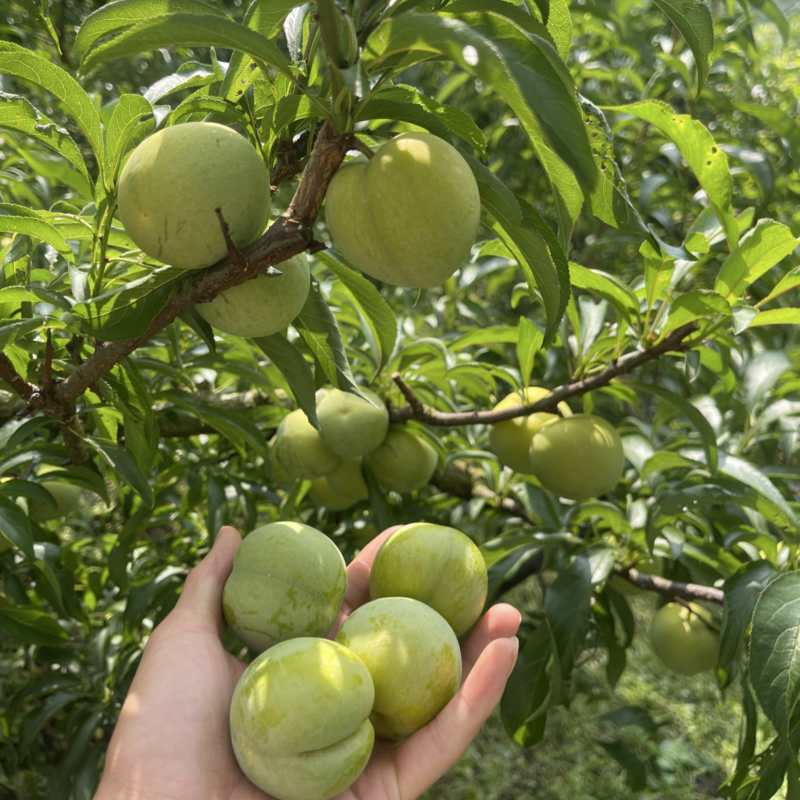贵州蜂糖李