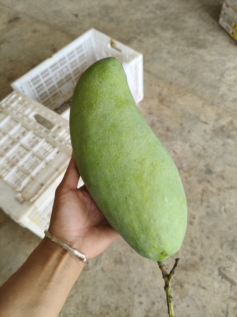 大青芒新鲜应季水果精品商超批发价一件代发