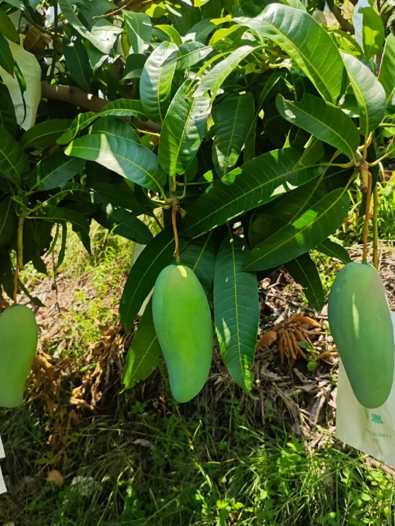 大青芒新鲜应季水果精品商超批发价一件代发