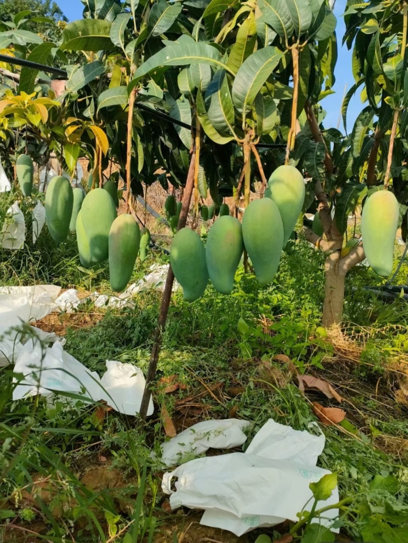 大青芒新鲜应季水果精品商超批发价一件代发
