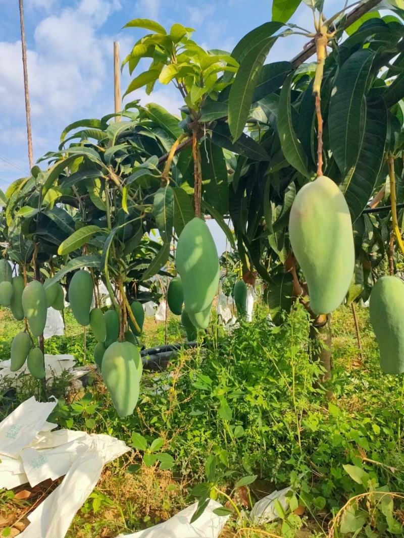 大青芒新鲜应季水果精品商超批发价一件代发