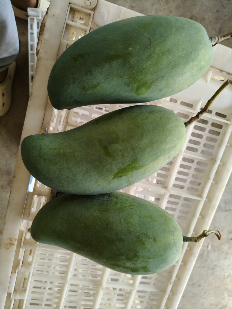 大青芒新鲜应季水果精品商超批发价一件代发