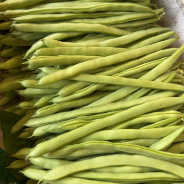 高山无筋小金豆