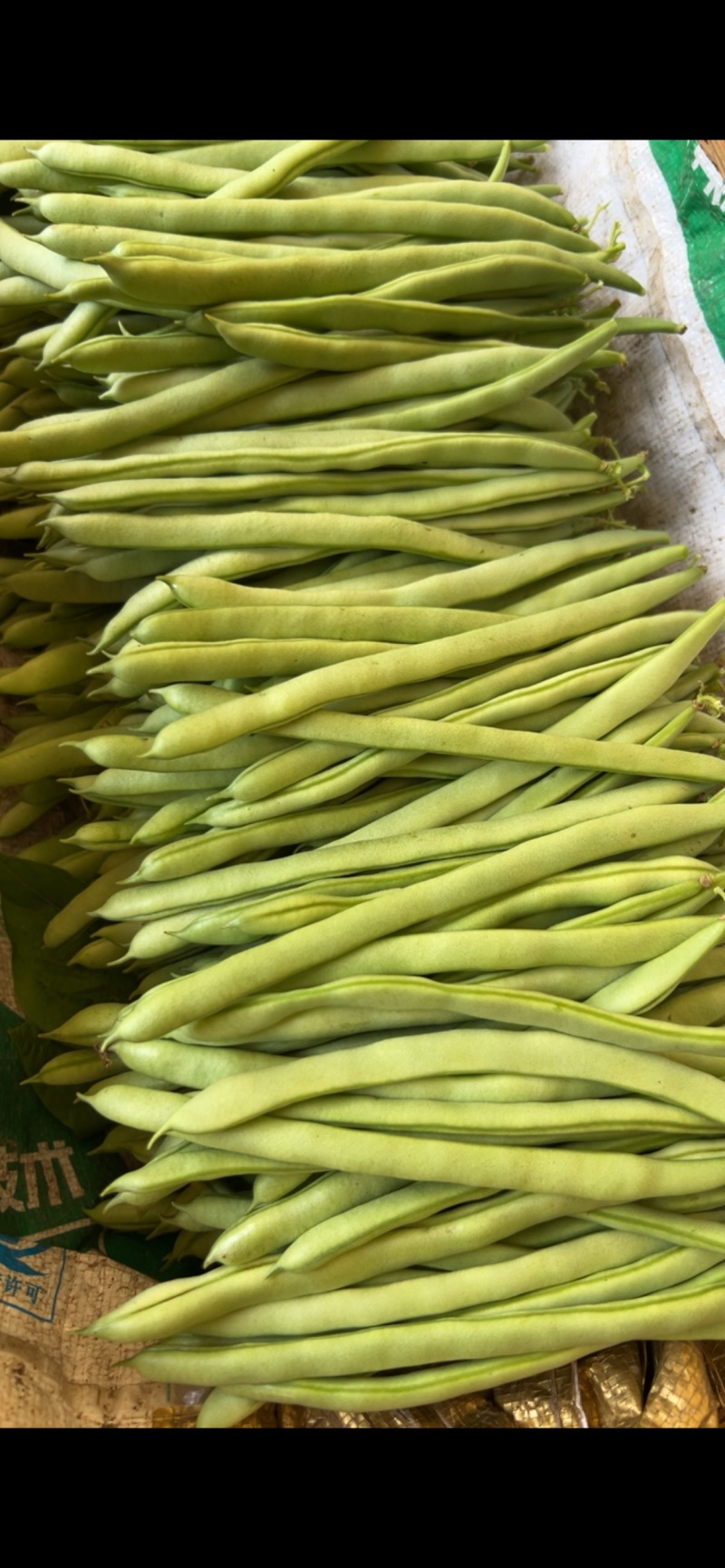高山无筋小金豆