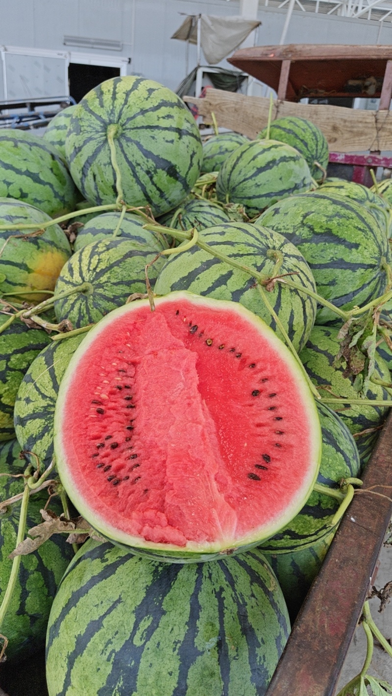 湖北美都麒麟西瓜大量上市供应全国各地档口商超电商渠道