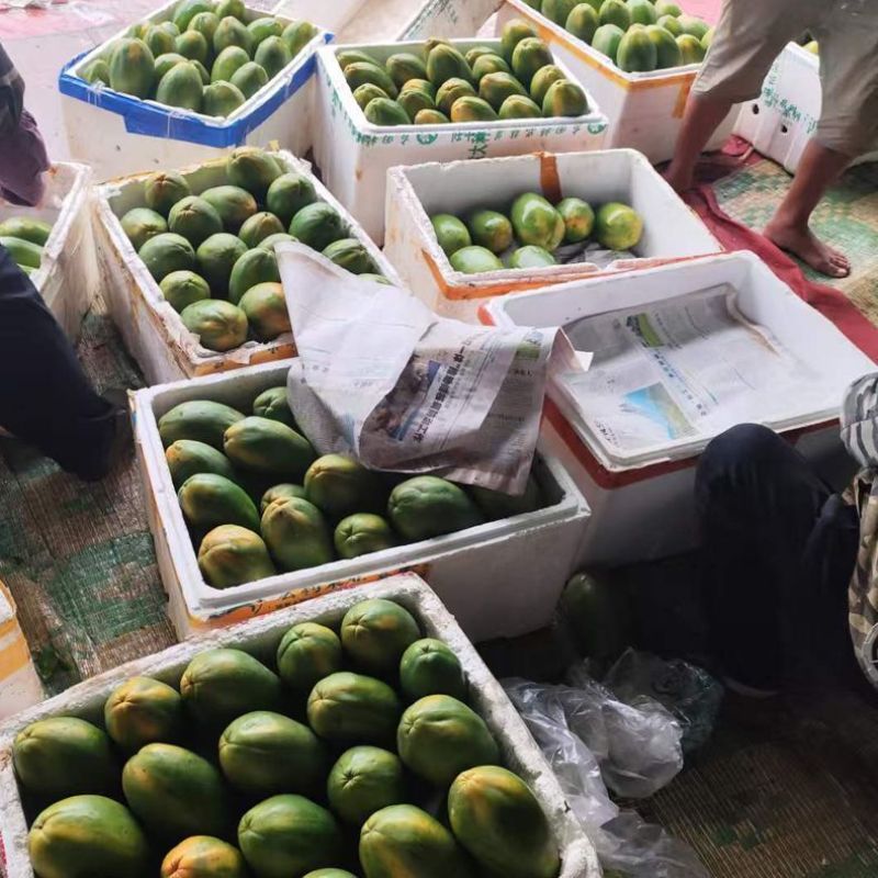 多汁现摘广东正宗红心木瓜水果新鲜冰糖心当季产地直发