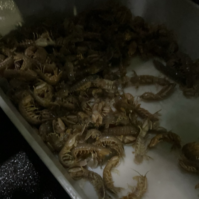 皮皮虾有量要的来