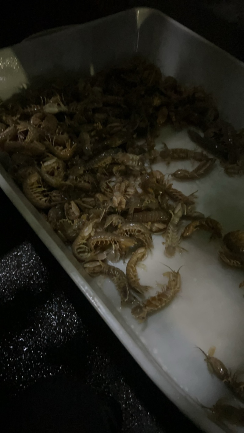 皮皮虾有量要的来