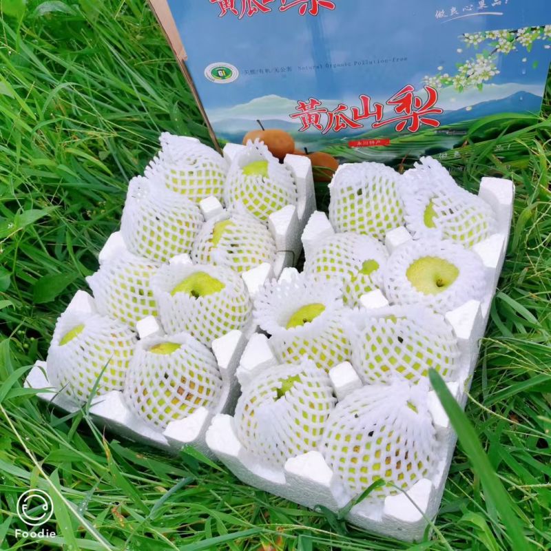 重庆永川黄花梨圆黄梨黄冠梨上市了，水分足解渴。