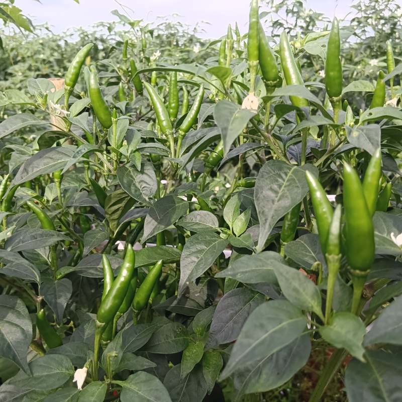 小米辣