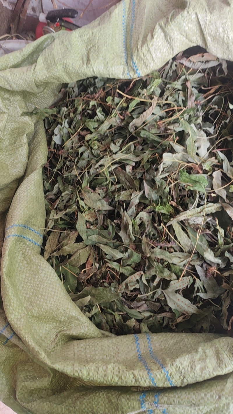 金鸡脚鸭脚草辟瘟草独脚金鸡大量上市
