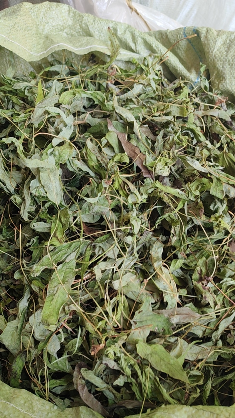 金鸡脚鸭脚草辟瘟草独脚金鸡大量上市