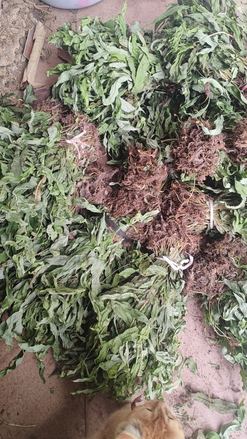 金鸡脚鸭脚草辟瘟草独脚金鸡大量上市