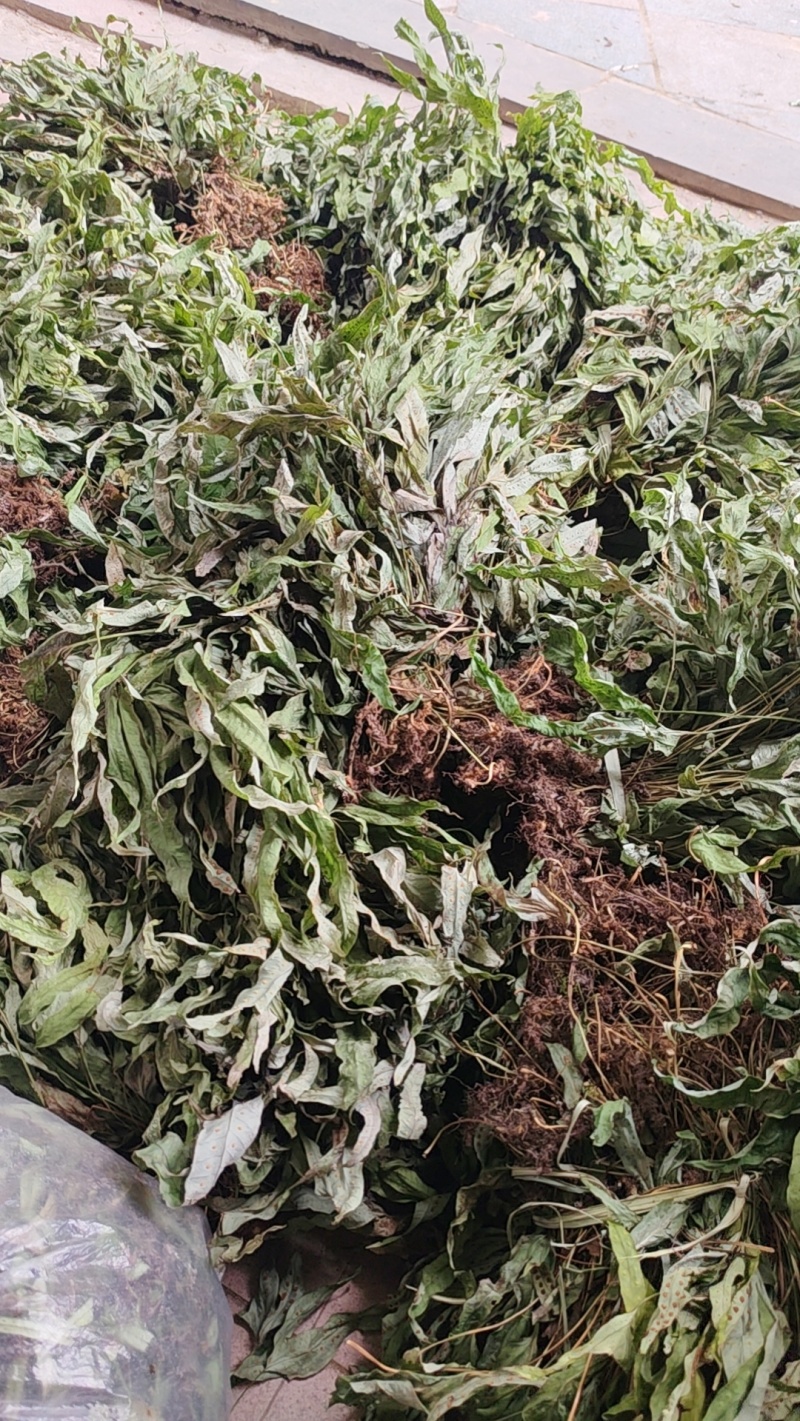 金鸡脚鸭脚草辟瘟草独脚金鸡大量上市