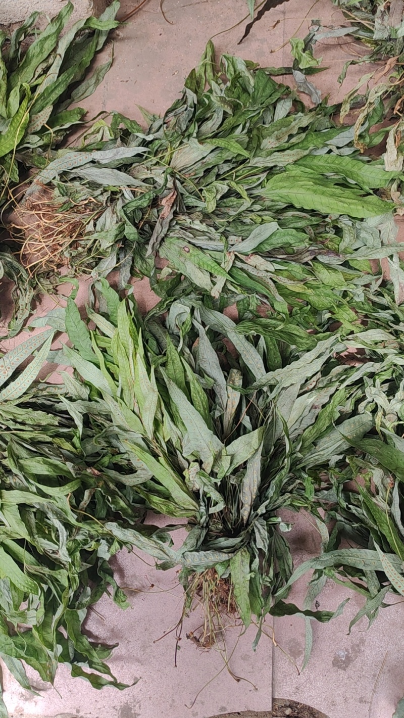 金鸡脚鸭脚草辟瘟草独脚金鸡大量上市
