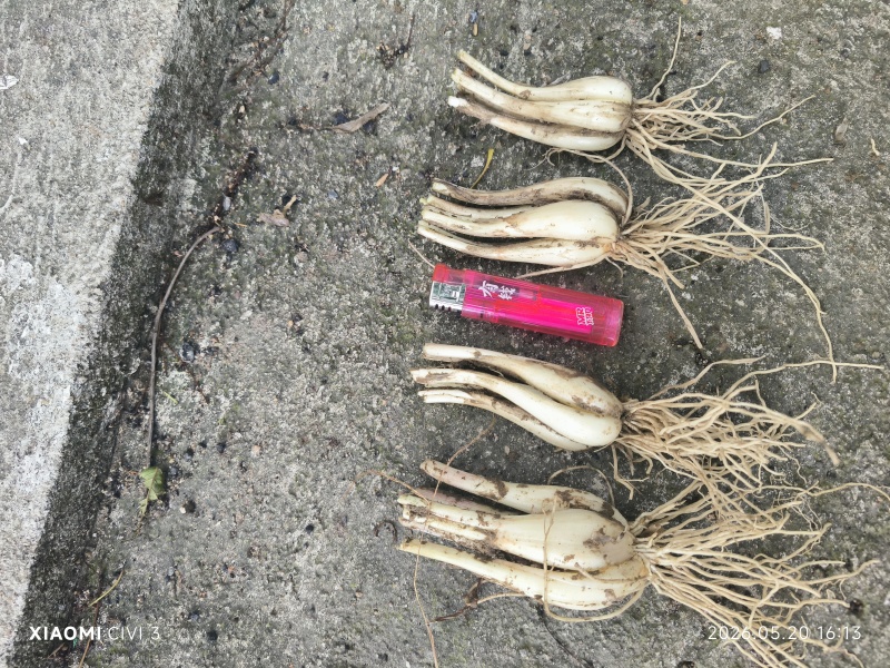 荞头