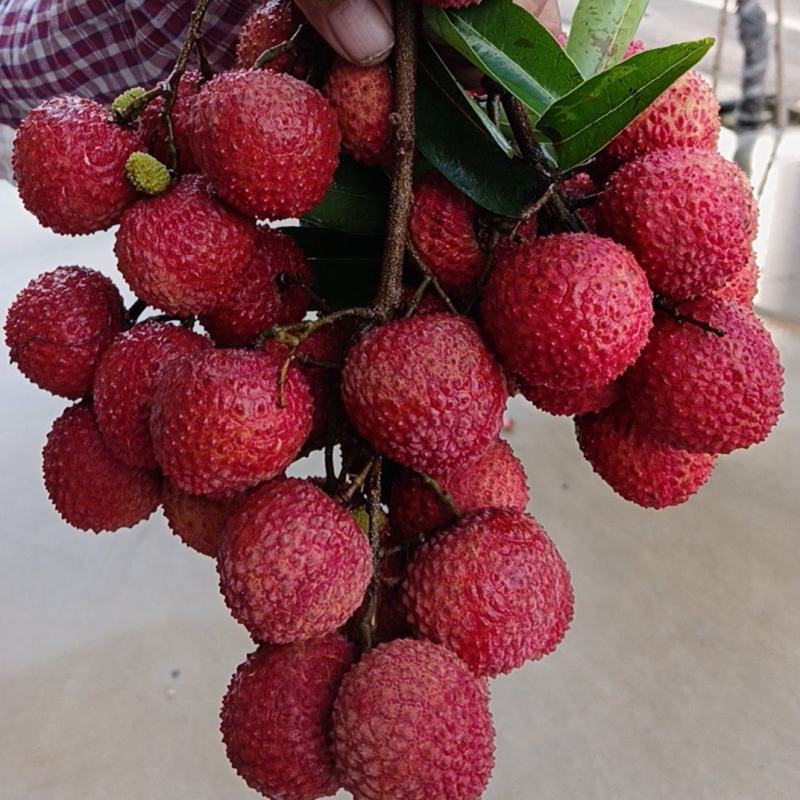 桂味荔枝，桂红