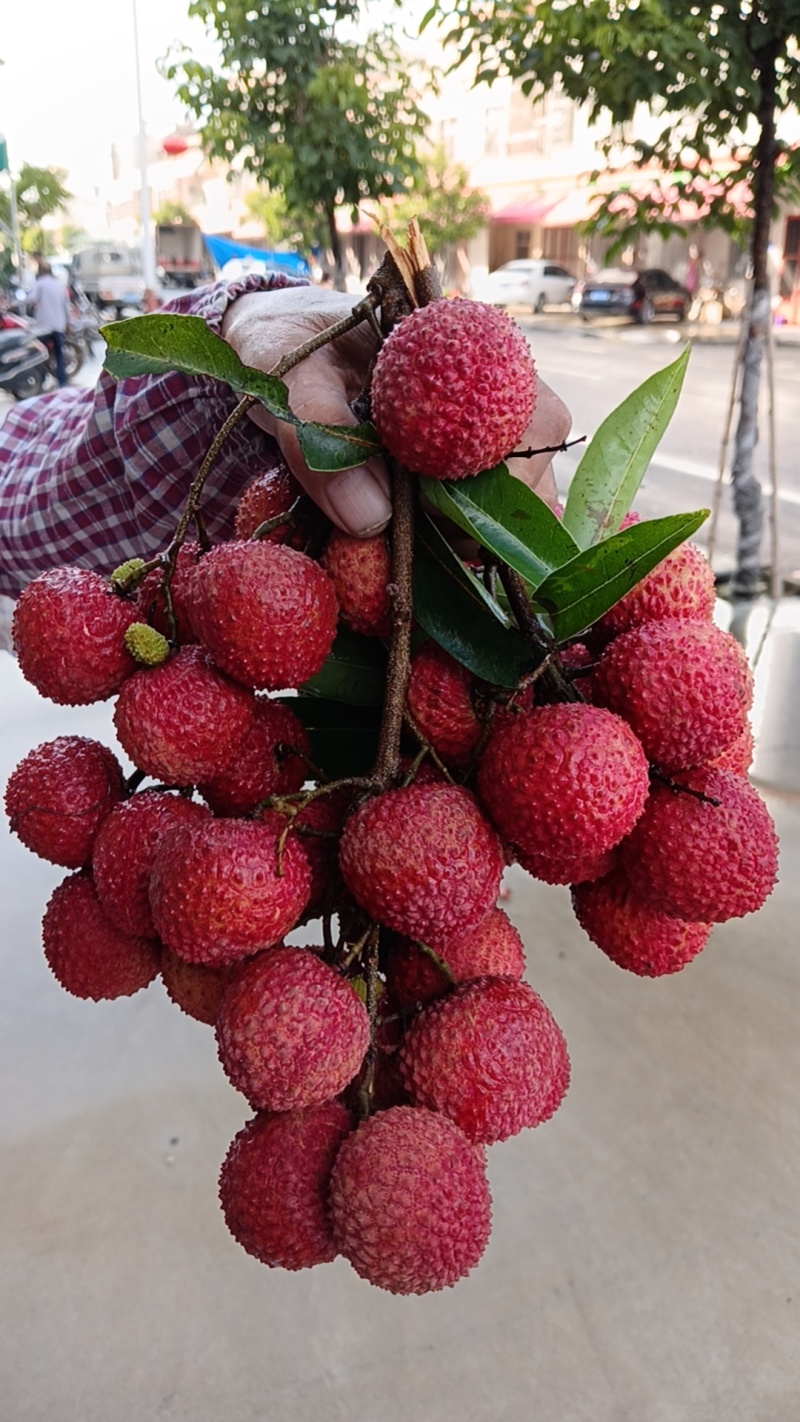桂味荔枝，桂红