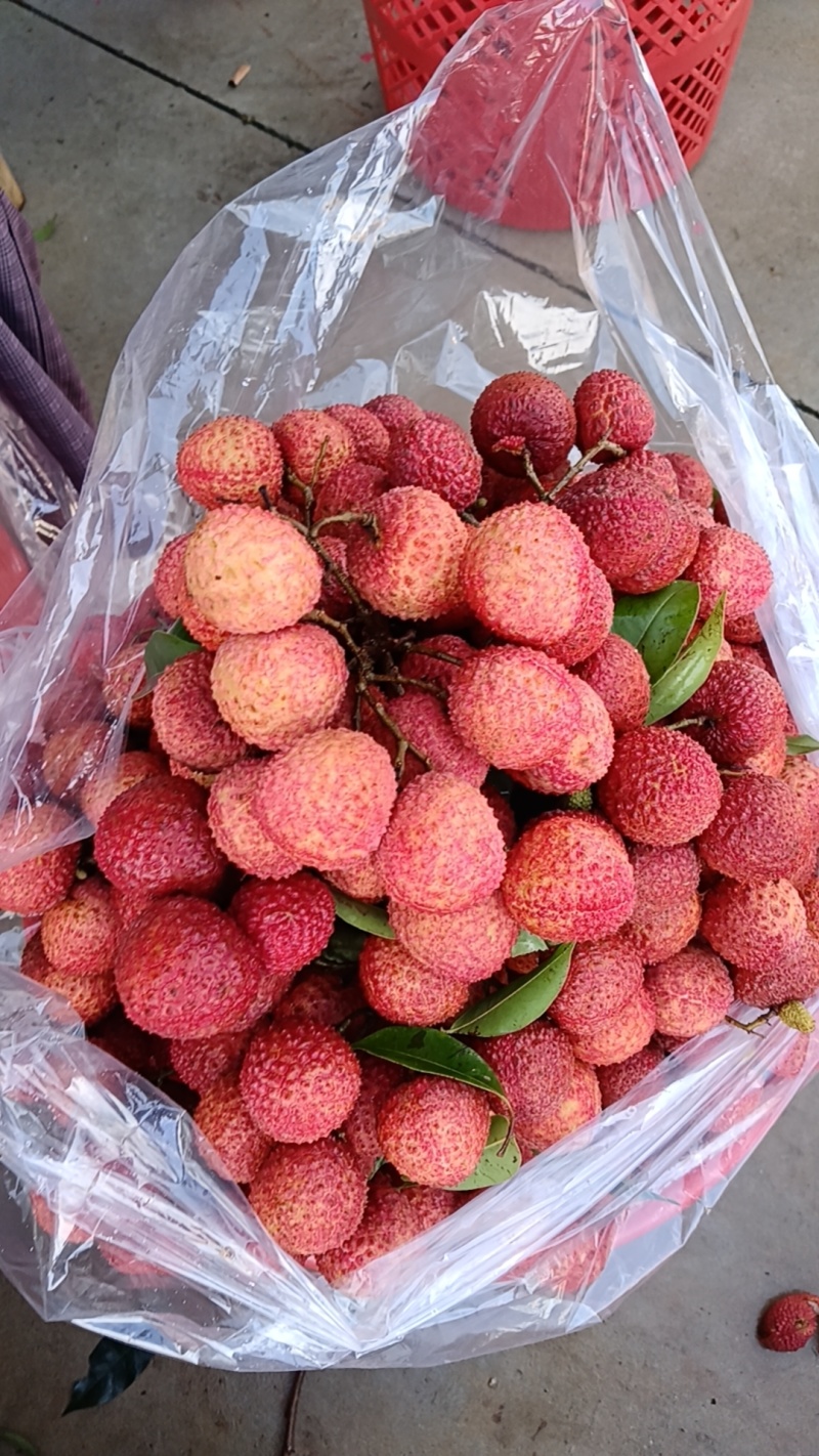 桂味荔枝，桂红