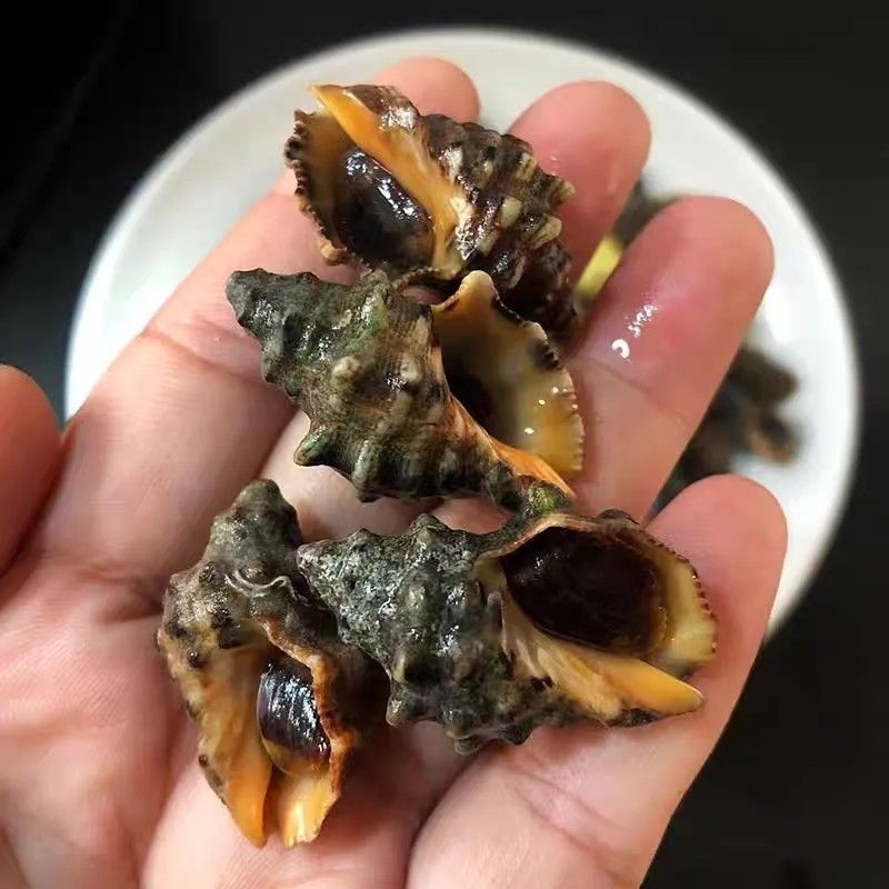 霞浦无沙鲜活苦螺海螺辣螺海捕海鲜新鲜发货批发冰鲜锁鲜快运水产