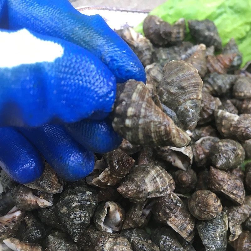 霞浦无沙鲜活苦螺海螺辣螺海捕海鲜新鲜发货批发冰鲜锁鲜快运水产