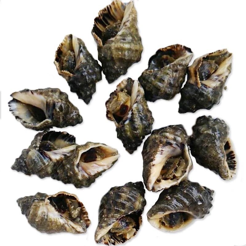 霞浦无沙鲜活苦螺海螺辣螺海捕海鲜新鲜发货批发冰鲜锁鲜快运水产