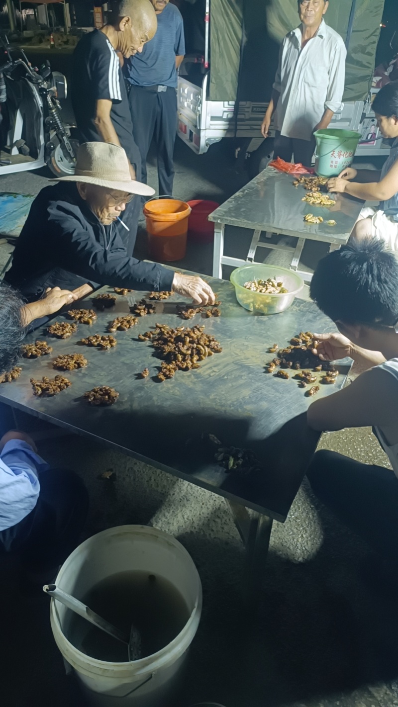 山东知了猴大金蝉临沂本地鲜活知了猴火腿速冻顺丰直发