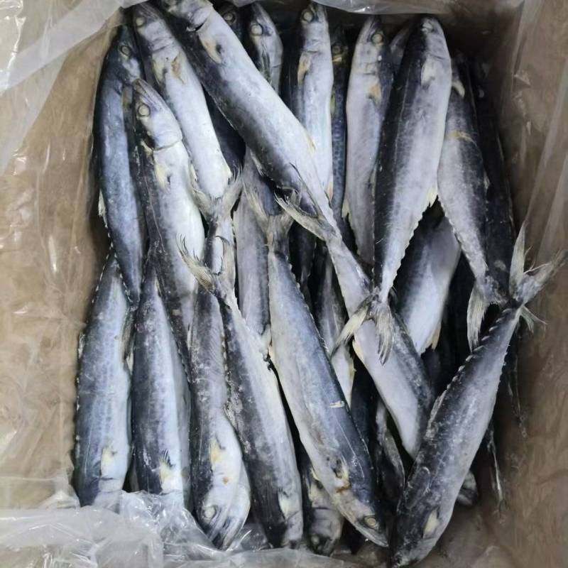 鲅鱼