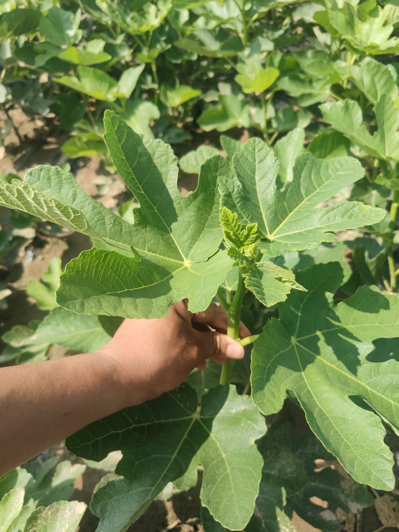 青皮无花果苗特大超甜糖心盆栽地栽南北方种植