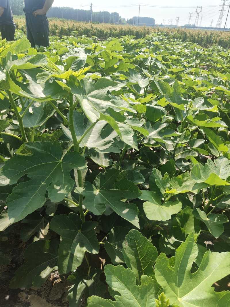 青皮无花果苗特大超甜糖心盆栽地栽南北方种植