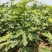 芭劳奈无花果裸根苗香蕉无花果苗南北方种植