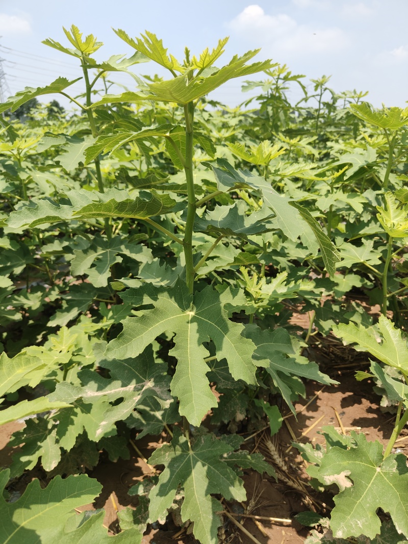 芭劳奈无花果裸根苗香蕉无花果苗南北方种植