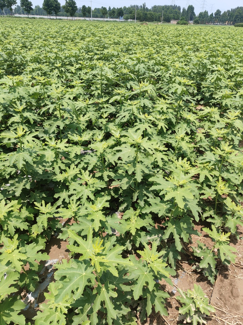芭劳奈无花果裸根苗香蕉无花果苗南北方种植