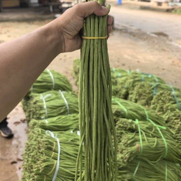 豇豆长豆角泡豇豆大量上市，价格优，质量好