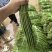 豇豆长豆角泡豇豆大量上市，价格优，质量好