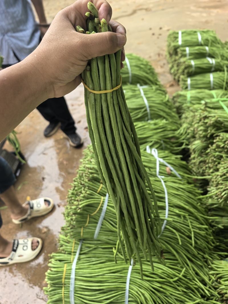 豇豆长豆角泡豇豆大量上市，价格优，质量好