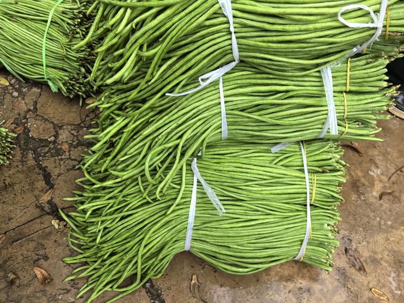 豇豆长豆角泡豇豆大量上市，价格优，质量好