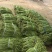 豇豆长豆角泡豇豆大量上市，价格优，质量好