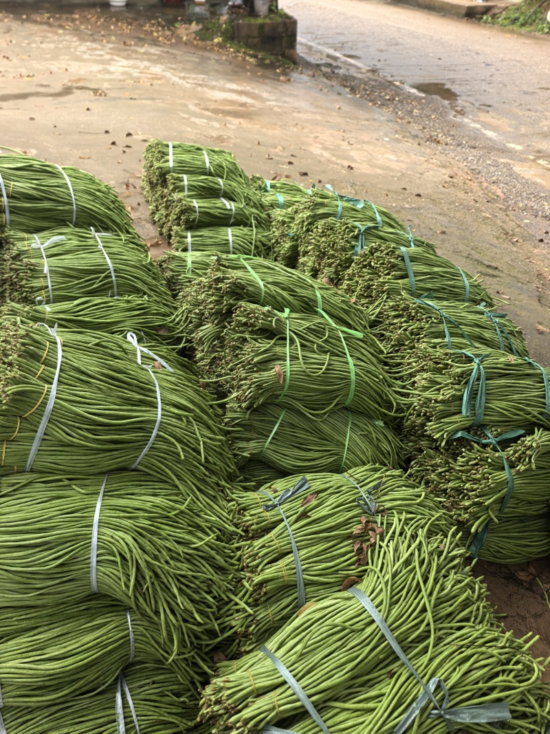 豇豆长豆角泡豇豆大量上市，价格优，质量好