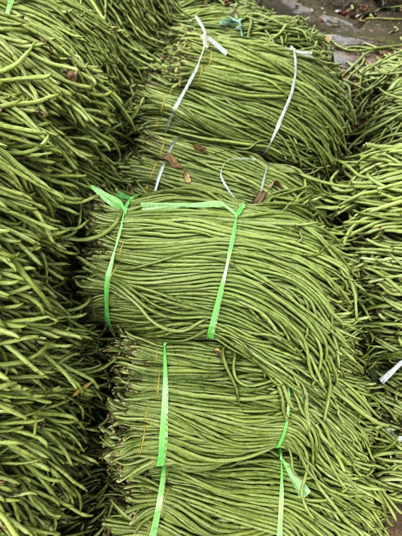 豇豆长豆角泡豇豆大量上市，价格优，质量好