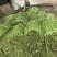 豇豆长豆角泡豇豆大量上市，价格优，质量好