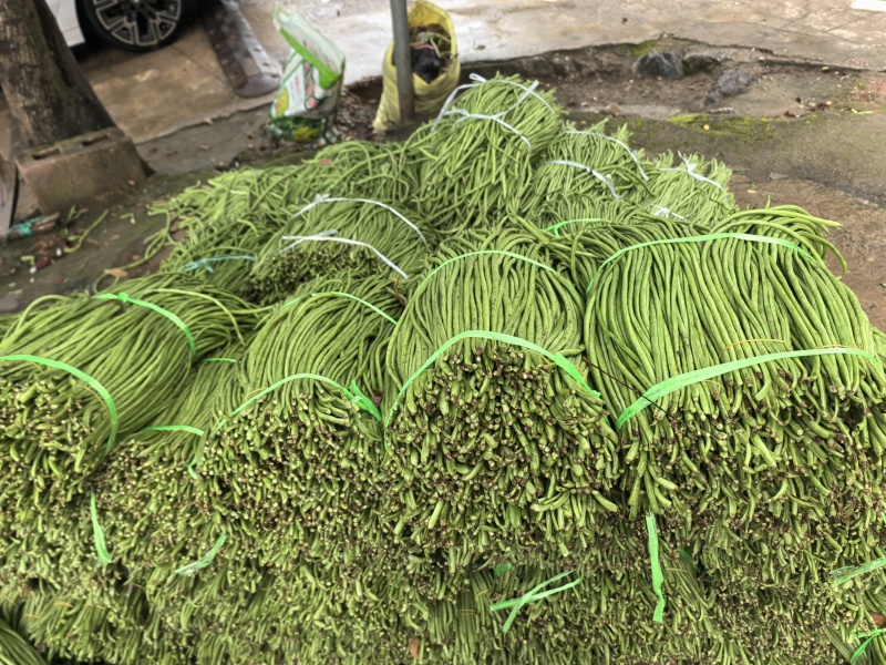 豇豆长豆角泡豇豆大量上市，价格优，质量好