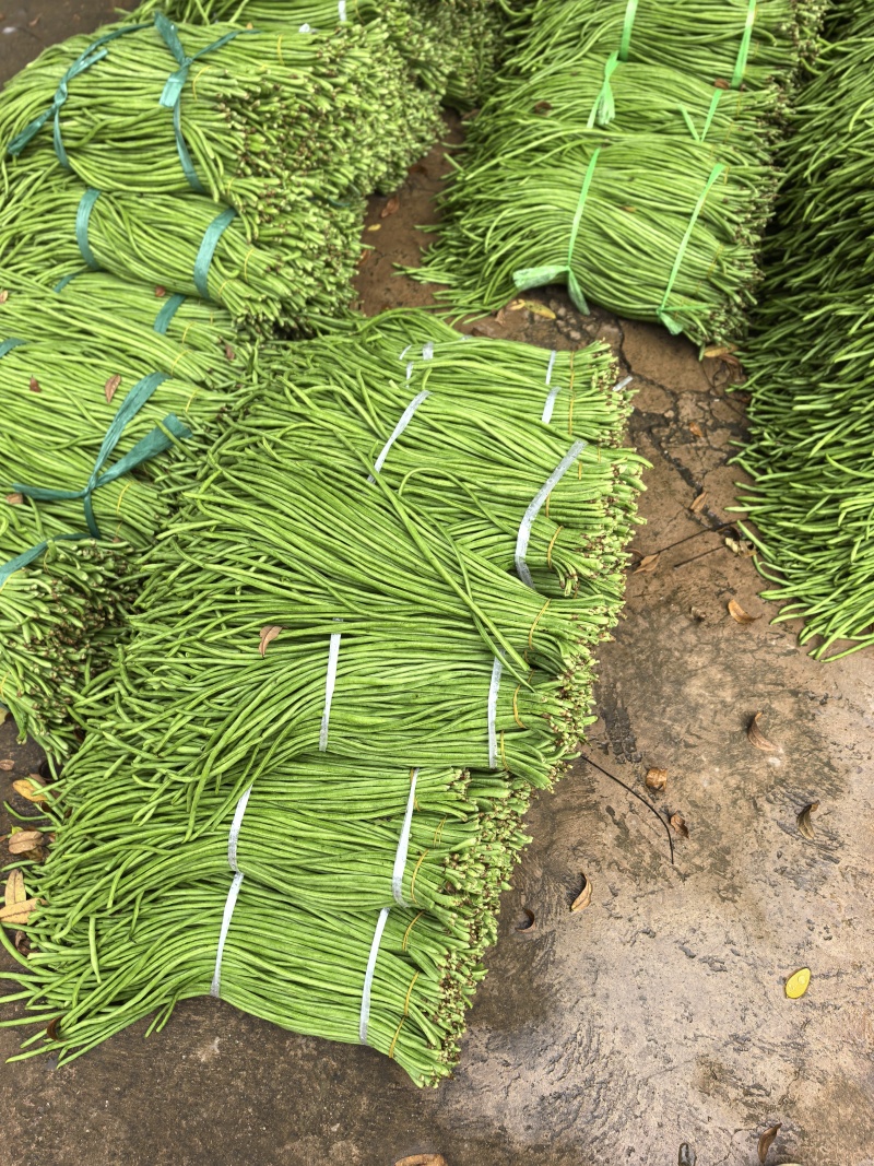 豇豆长豆角泡豇豆大量上市，价格优，质量好