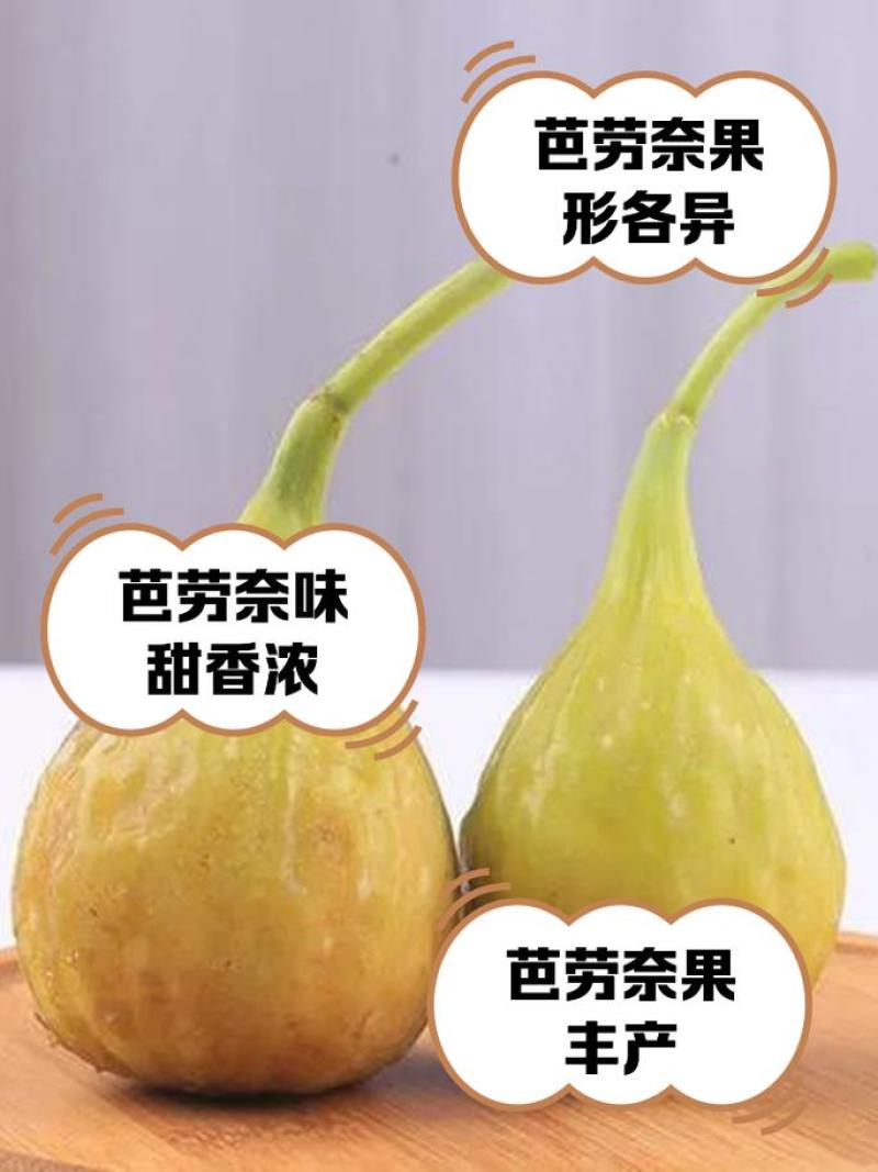 芭劳奈无花果裸根苗香蕉无花果苗南北方种植
